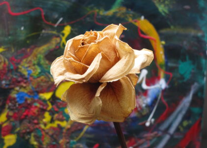 Lale Biter Gül Başlar