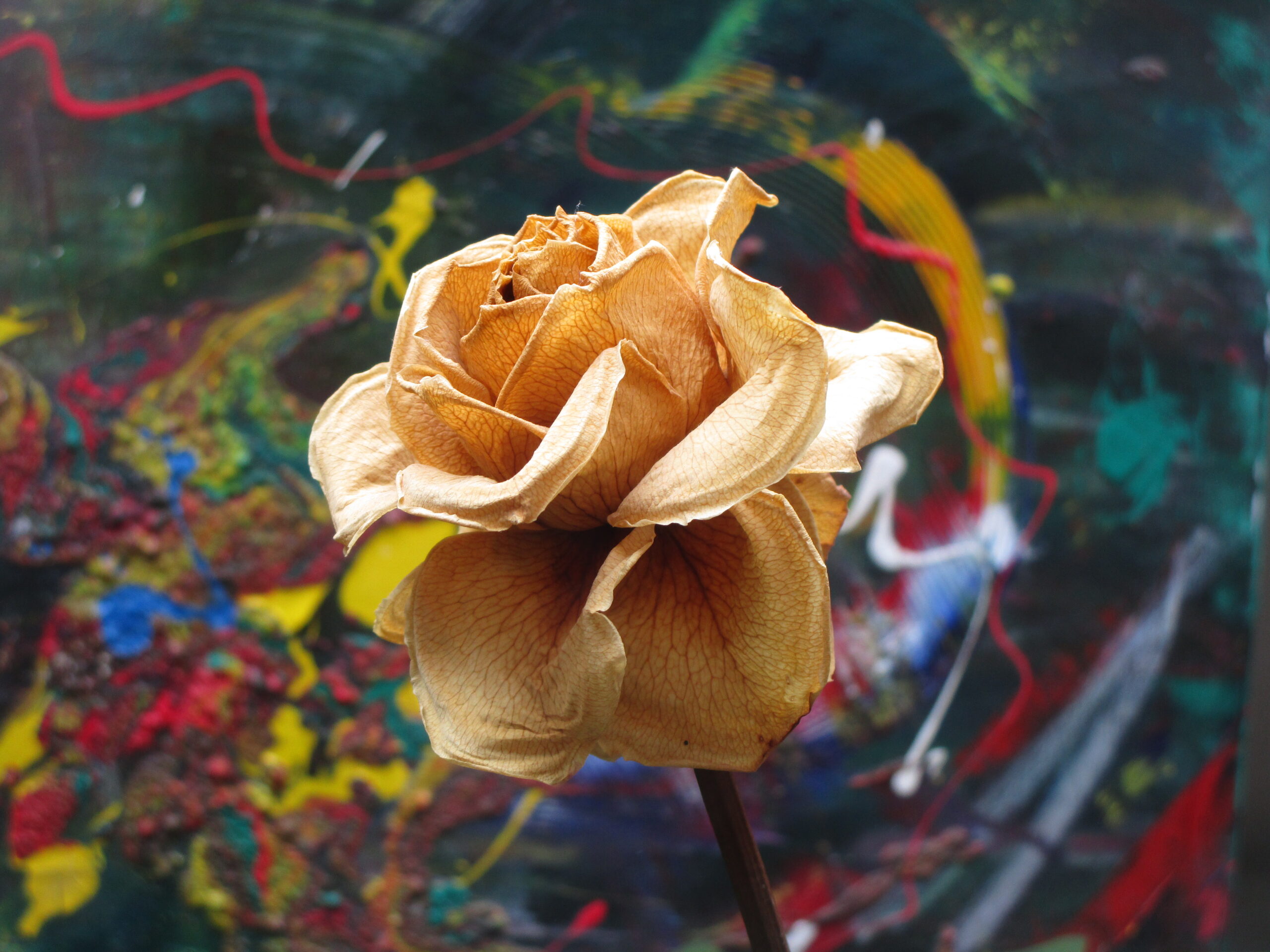 Lale Biter Gül Başlar